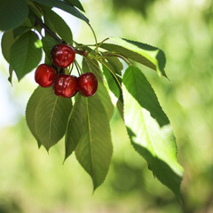 red berries on a branch, garden 