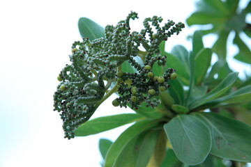 植物