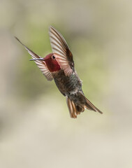 Red Head Anna's Hummingbird 5920 - 359198944