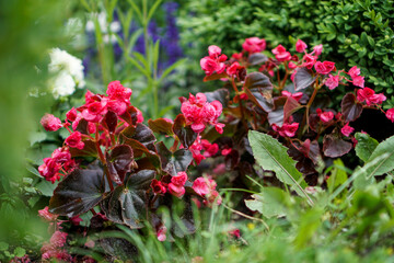 Rosa Begonien mit lila dunkelgrünen Blättern wachsen zwischen grünen Blättern und Buchs am La Spezia Platz Bayreuth in Bayern, Deutschland.