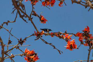 Zoom in shot of a Purple Sunbird in the branches of a Cotton Silk tree with beautiful flowers around.