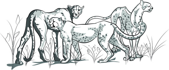 Cheetah vector line art