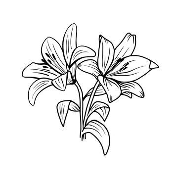 Contour of lily flowers isolated on a white background
