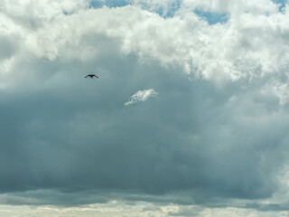 the bird soars in the clouds, gathering in thunderclouds