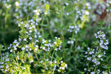 Thyme blossom vegetable garden. Organic fresh herb. Thymus vulgaris herb plant. Countryside garden. Agriculture in the village.