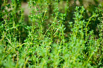 Thyme plant in vegetable garden. Organic fresh herb. Thymus vulgaris herb plant. Countryside garden. Agriculture in the village.