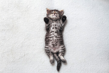 Little striped kitten is sleeping sweetly lying on its back on a white bedspread.