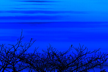 Fototapeta premium sunset back on silhouette birds hanging on dry tree dark blue cloud on the sky