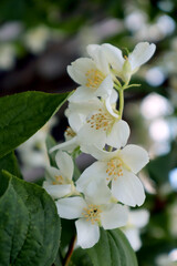 Naklejka na ściany i meble Jasmine flowers in the garden