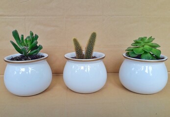 Three plants in a white pot with a brown background.