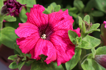 Pink petunia flowers in the garden