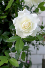 White rose flowers in the garden
