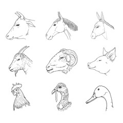 Vector Set of Sketch Farm Animals Heads.