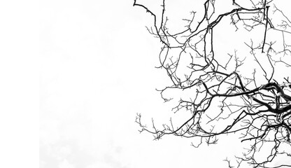 black and white looking tree branches