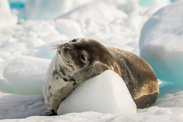 Crabeater seal is resting on the sun in Antarctica