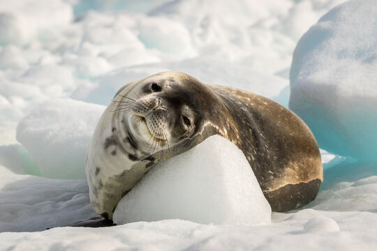 Crabeater seal lie on ice in Antarctica, close up