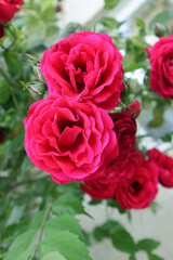 Red rose flower in the garden