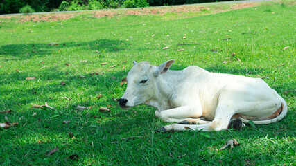 pretty little calf sleeping alone in green pasture
