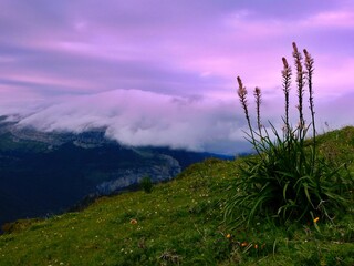 Flores con vistas a Peña Forca