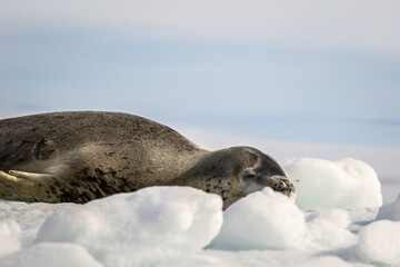 Crabeater seal warms up on the sun in Antarctica, close up