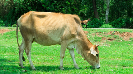 Curious cow at the field.