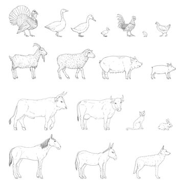 Vector Set of Sketch Farm Animals.