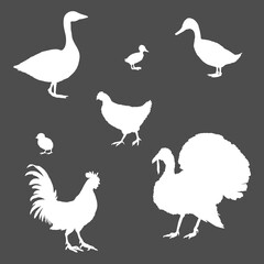 Vector Set of White Silhouette Poultry.