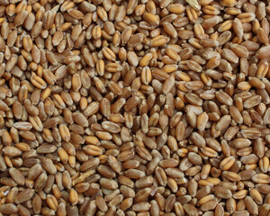Ripe grains of wheat background