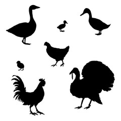 Vector Set of Silhouette Poultry.