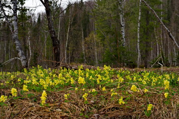 Russia. The Kuznetsk Alatau, the riverhead of the river Tom. Spring primroses Corydalis