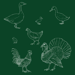 Fototapeta premium Vector Set of Chalk Sketch Poultry.