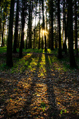 Low light through the forest 