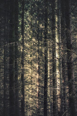 Obraz premium ciemny las