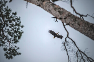 Bielik © wrzesientomek