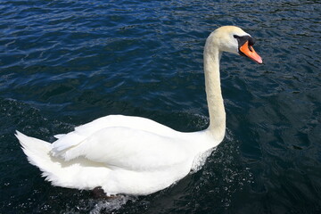 Anmutiger Schwan mit leuchtend orangem Schnabel