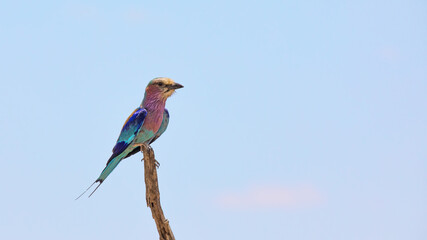 Lilac-breasted roller