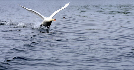 Schwan beim Landen auf einem See