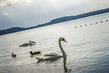 Łabędź niemy © wrzesientomek