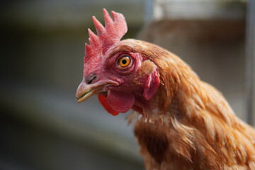 healthy and happy laying hen close-up