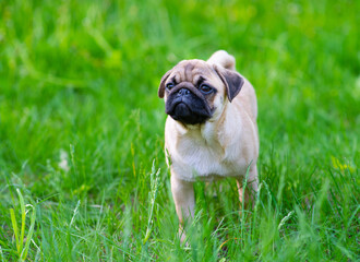 Obraz premium A puppy puppy stands in the park on the grass in the summer and looks thoughtfully into the distance