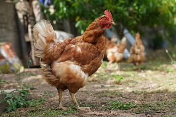 healthy and happy laying hen in the field