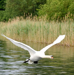 Schwan im Landeanflug auf einen See