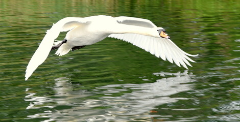 Schwan im Landeanflug auf einen See