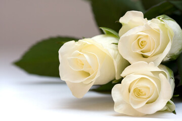 Three delicate white rose buds with space for text.