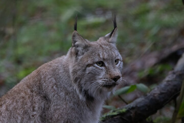 a lynx in an open field