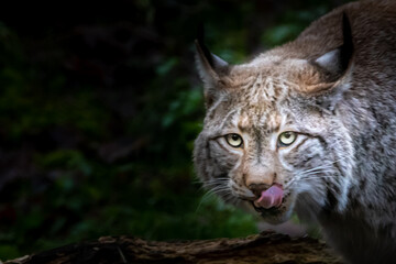 a bobcat licking its mouth