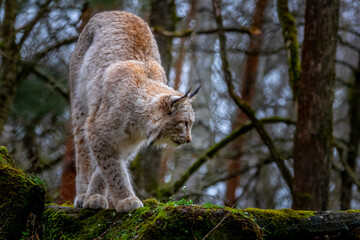 beautiful portrait of a lynx in the forest