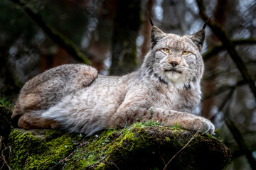 Obraz premium beautiful portrait of a lynx in the forest