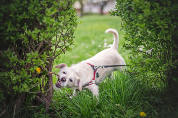 Pies gryzie gałąź © wrzesientomek