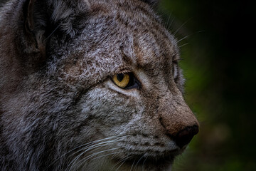beautiful portrait of a lynx in the forest